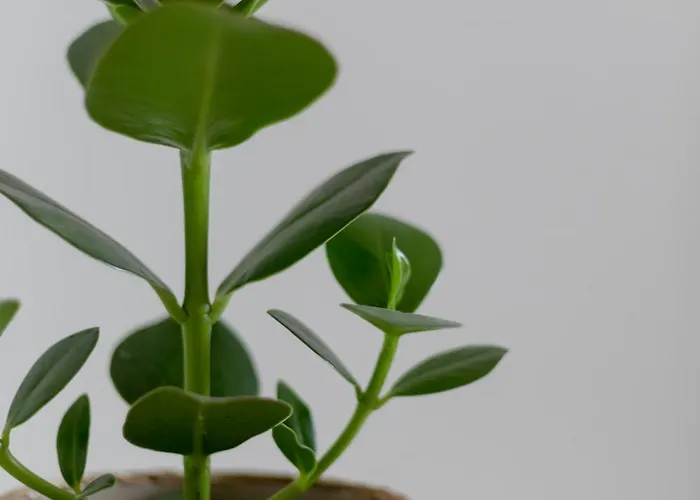 Apartman L2 Arena Gare Centre Reims